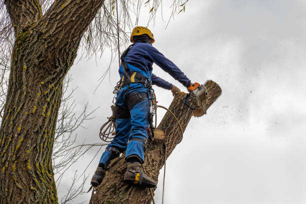 Best Stump Grinding and Removal  in Freeman, SD