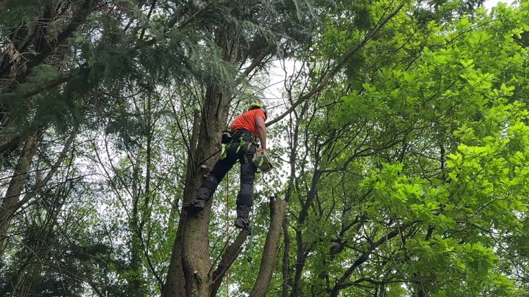 Best Root Management and Removal  in Freeman, SD