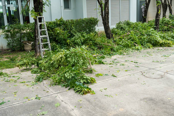 How Our Tree Care Process Works  in  Freeman, SD